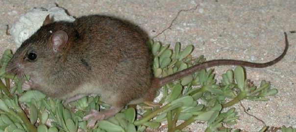 The Bramble Cay melomys has become extinct, Australian scientists say (Image: Queensland government)